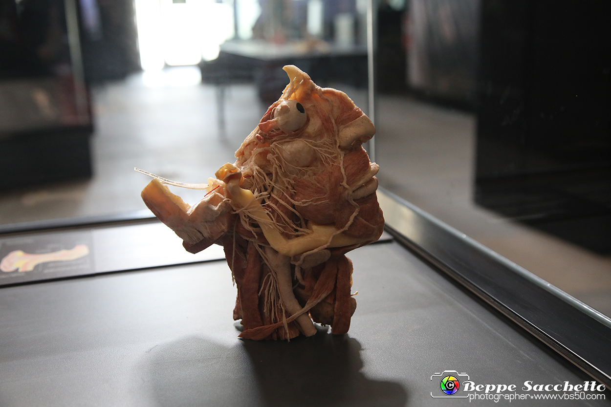 VBS_3135 - Mostra Body Worlds.jpg